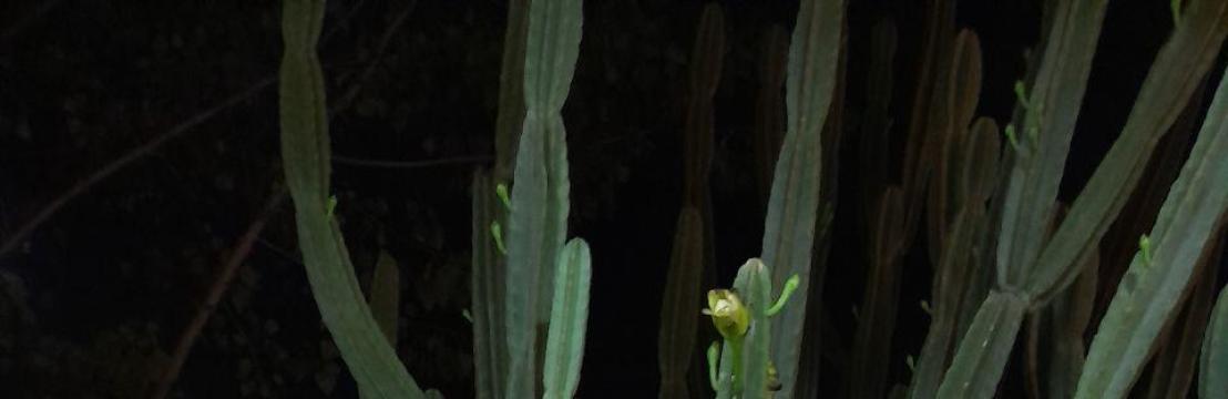 تیمور حقیقی